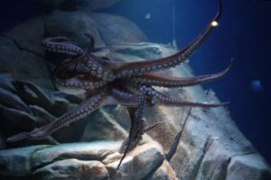 Traslado a Barra Sul + Oceanic Aquarium, Aventura Jurassic Adventure Space - Saindo dos hotéis de Balneário Camboriú